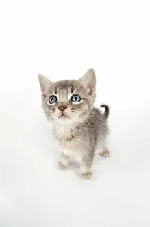 Curiosity: Cat - 6 week old Somali cross Asian kitten