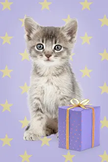 Presents: Cat - 6 week old Somali cross Asian kitten with present