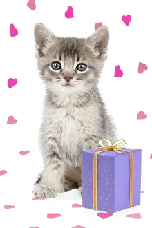 Presents: Cat - 6 week old Somali cross Asian kitten with present