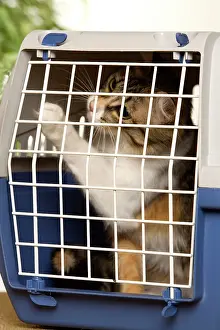 Carriers: Cat - 7 month kitten in cat basket