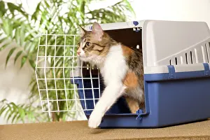 Carriers: Cat - 7 month kitten climbing out of cat basket