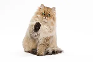 Tricks: Cat - 7 month old Persian Kitten in studio with
