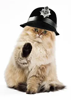 Helmets: Cat
