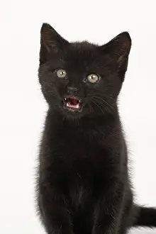 Lips: CAT, . 7 week old black kitte nlicking lips mouth open, studi