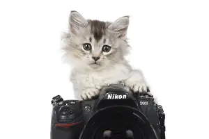 270318: CAT. 7 week ould kitten looking over a camera