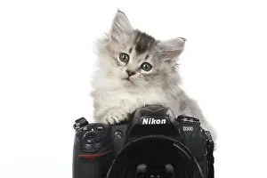 270318: CAT. 7 week ould kitten looking over a camera