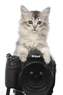 270318: CAT. 7 week ould kitten looking over a camera