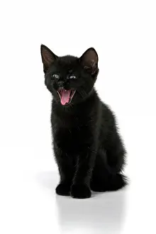 110821: CAT. 7 weeks old, black kitten, yawning, smile, facial ex