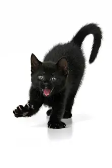 110821: CAT. 7 weeks old, black kitten, stretching and yawning, fa