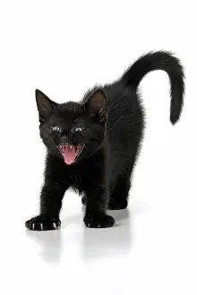 110821: CAT. 7 weeks old, black kitten, stretching and yawning, fa
