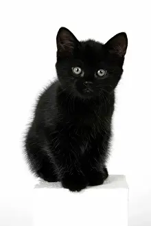 110821: CAT. 7 weeks old, black kitten, sitting, cute, studio, wh