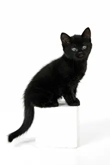 110821: CAT. 7 weeks old, black kitten, sitting, cute, studio, wh