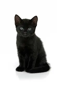 110821: CAT. 7 weeks old, black kitten, sitting, cute, studio, wh
