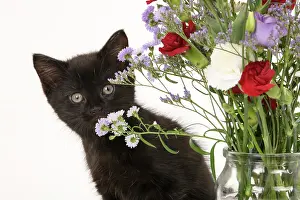090821: CAT. 7 weeks old black kitten, with flowers, studio, white