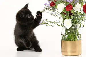090821: CAT. 7 weeks old black kitten, with flowers, studio, white