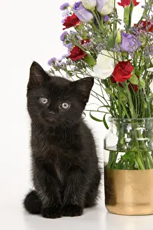 Vase: CAT. 7 weeks old black kitten, with flowers, studio, white