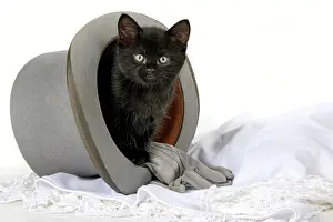Weddings: CAT. 7 weeks old, black kitten, sitting in a wedding top h