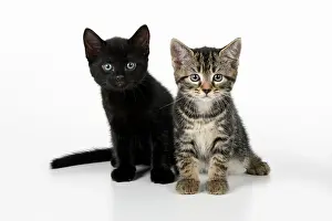 110821: CAT. 7 weeks old, black & tabby kittens, sitting together