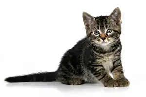 110821: CAT. 7 weeks old, tabby kitten, , cute, studio, white back
