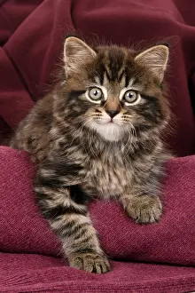 090821: CAT. 7 weeks old tabby kitten, in fabric, , studio