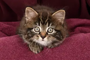 090821: CAT. 7 weeks old tabby kitten, in fabric, , studio