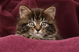 090821: CAT. 7 weeks old tabby kitten, in fabric, , studio