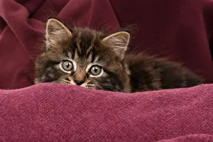 090821: CAT. 7 weeks old tabby kitten, in fabric, , studio