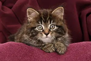 Leaning: CAT. 7 weeks old tabby kitten, in fabric, , studio