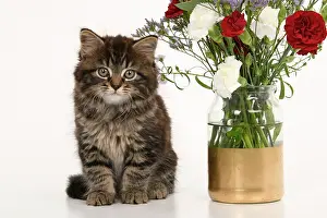 090821: CAT. 7 weeks old tabby kitten, with flowers, studio, white