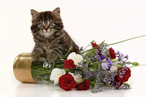 090821: CAT. 7 weeks old tabby kitten, with flowers, studio, white