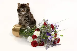 Vase: CAT. 7 weeks old tabby kitten, with flowers, studio, white
