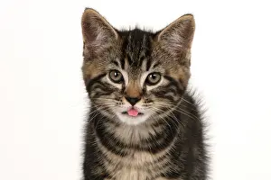 Lips: CAT. 7 weeks old tabby kitten, head & shoulders, looking at