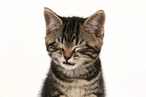 Facial: CAT. 7 weeks old tabby kitten, head & shoulders, eyes closed