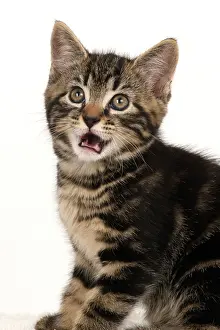 Lips: CAT. 7 weeks old tabby kitten, head & shoulders, looking at