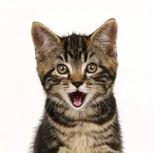 Everyday: CAT. 7 weeks old tabby kitten, head & shoulders, looking at
