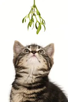 211121: CAT. 7 weeks old tabby kitten looking up at Mistletoe at Ch