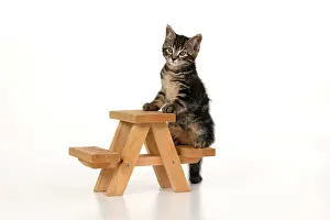 Picnic: CAT. 7 weeks old tabby kitten, on picnic bench, studio, whi