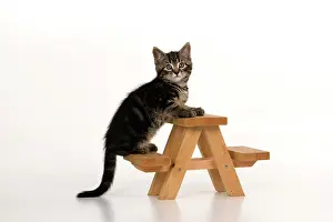 Picnic: CAT. 7 weeks old tabby kitten, on picnic bench, studio, whi