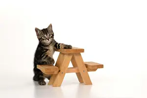 Picnic: CAT. 7 weeks old tabby kitten, on picnic bench, studio, whi