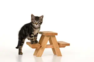 Picnic: CAT. 7 weeks old tabby kitten, on picnic bench, studio, whi
