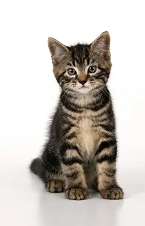 090821: CAT. 7 weeks old tabby kitten, sitting, cute, studio, whit