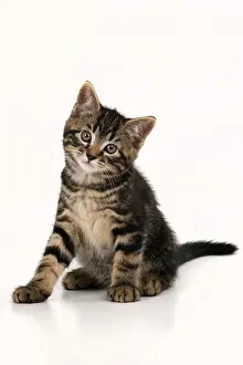 090821: CAT. 7 weeks old tabby kitten, sitting, cute, studio, whit