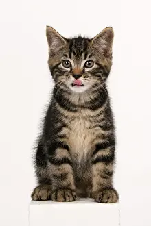 090821: CAT. 7 weeks old tabby kitten, sitting, cute, studio, whit