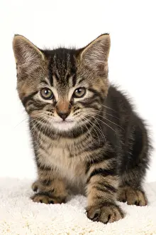 090821: CAT. 7 weeks old tabby kitten, sitting, cute, studio, whit