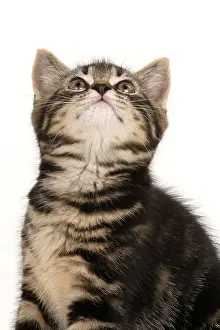 090821: CAT. 7 weeks old tabby kitten, sitting, looking up, cute