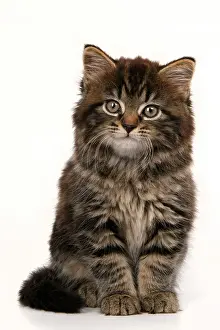 090821: CAT. 7 weeks old tabby kitten, sitting, cute, studio, whit