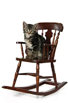 110821: CAT. 7 weeks old tabby kitten, sitting in a mini chair, , c