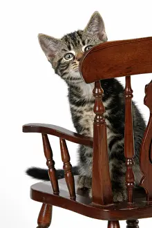 110821: CAT. 7 weeks old tabby kitten, sitting in a mini chair, , c