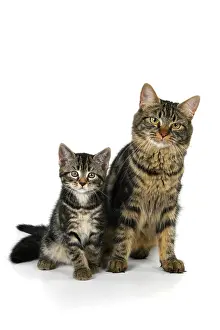 110821: CAT. 7 weeks old, tabby kitten sitting with its mother, cu