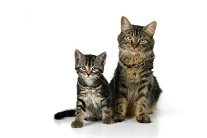 110821: CAT. 7 weeks old, tabby kitten sitting with its mother, cu
